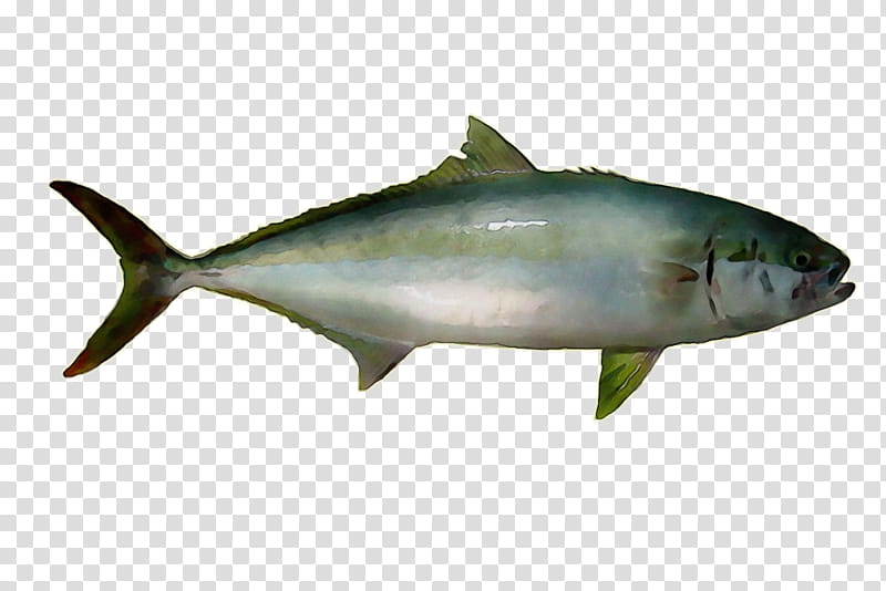 Shark Fin, Sardine, True Tunas, Fish Products, Mackerel, Oily Fish, Milkfish, Coho Salmon transparent background PNG clipart
