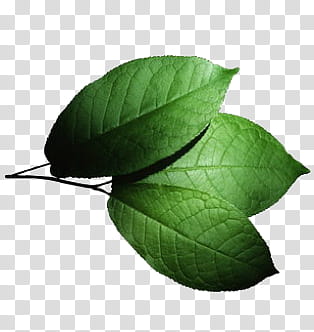 Nature s, lobe-shaped leaf transparent background PNG clipart