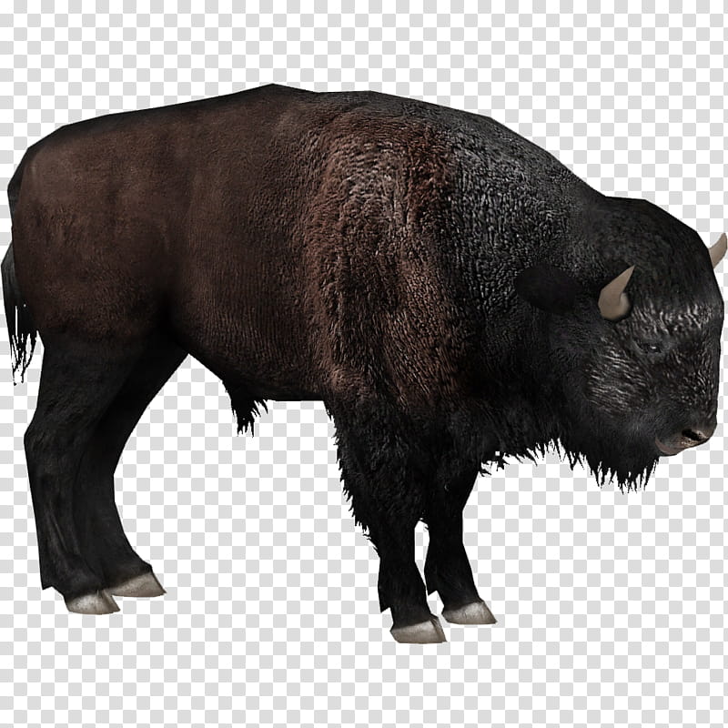 Library, Zoo Tycoon 2, Plains Bison, European Bison, Steppe Bison, Animal, Buffalo Zoo, Bovidae transparent background PNG clipart