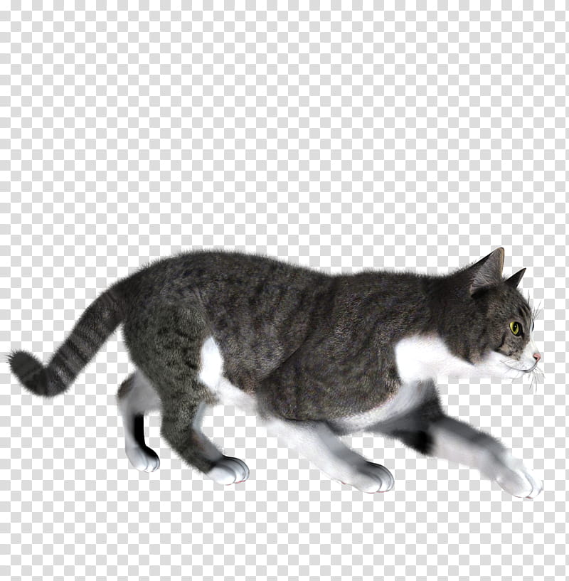 High Quality  Cats , walking gray and white cat illustration transparent background PNG clipart