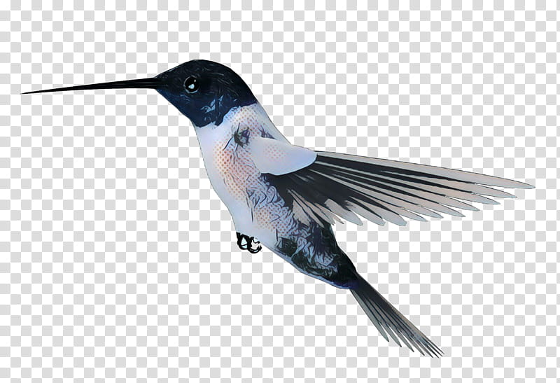 Bird Wing, Hummingbird, Beak, Feather, Flight transparent background PNG clipart