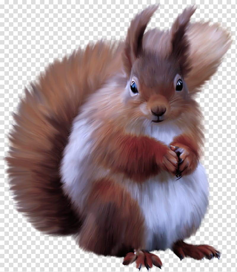 squirrel eurasian red squirrel whiskers tail transparent background PNG clipart