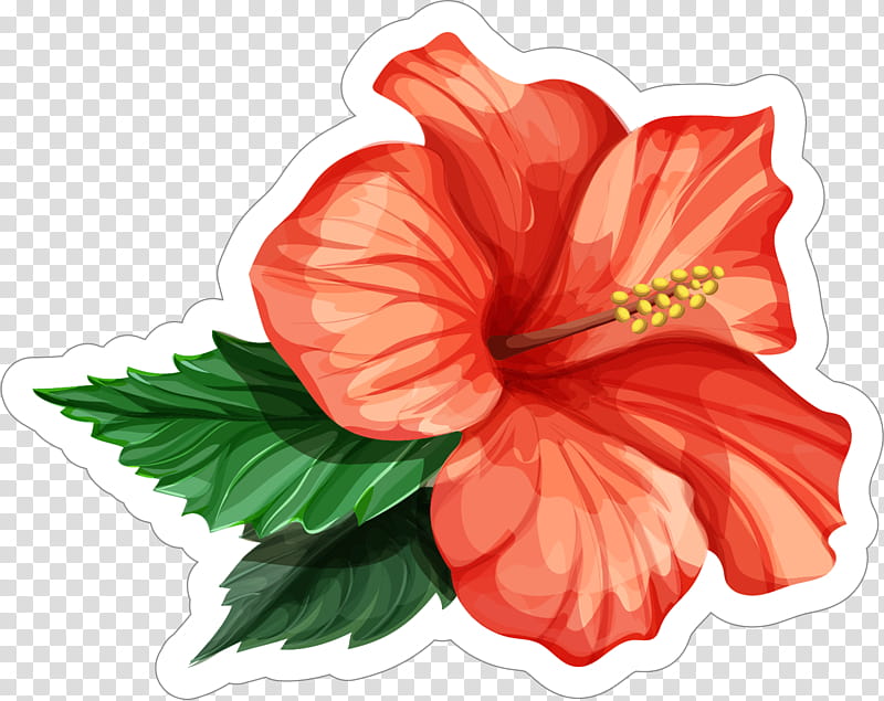 Drawing Of Family, Rosemallows, Flower, Plant, Hibiscus, Petal, Mallow Family, Seed Plant transparent background PNG clipart