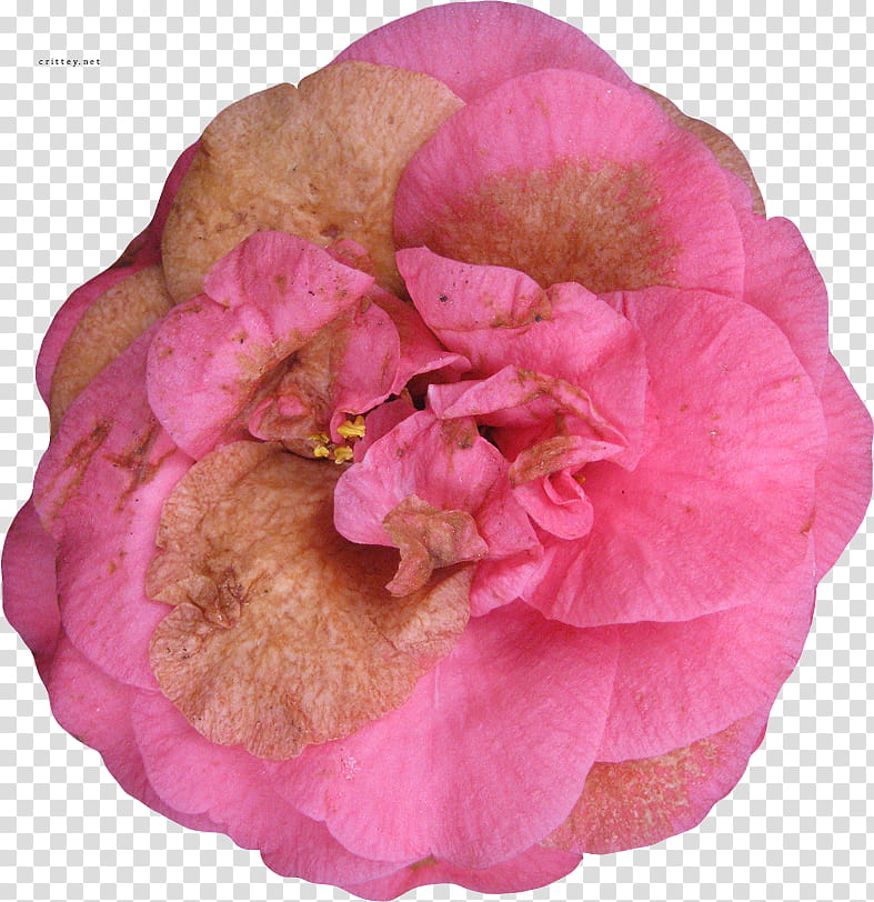 Large Flower , pink-and-brown-petaled flower transparent background PNG clipart