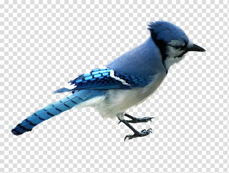 Animals , Northern Blue jay bird graphic transparent background PNG clipart