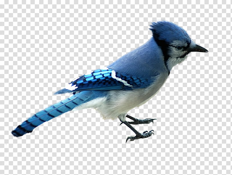 Animals , Northern Blue jay bird graphic transparent background PNG ...