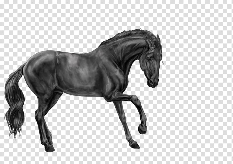 The Angry Stallion Grey Scale and Lineart, horse body with lion body illustration transparent background PNG clipart