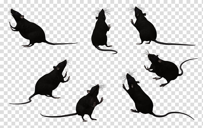Black Rat Set , black rats collage transparent background PNG clipart