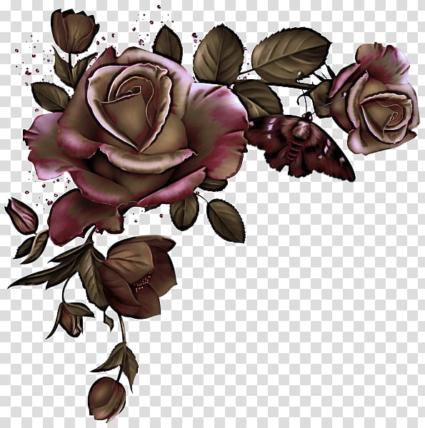 Garden roses, Flower, Plant, Rose Family, Hybrid Tea Rose, Petal, Flowering Plant transparent background PNG clipart