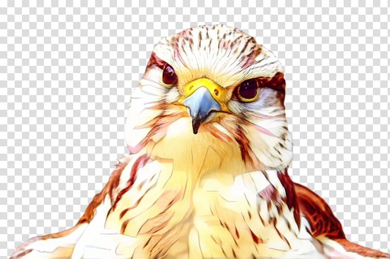 Eagle Drawing, Owl, Beak, Hawk, Falcon, Bird, Bird Of Prey, Peregrine Falcon transparent background PNG clipart