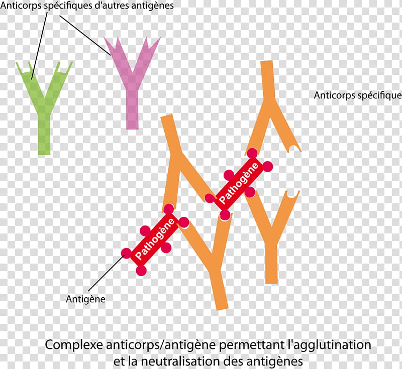 Antibody Text, Antigen, Immune Complex, Especificidad, Statistics, Immunity, Complexe, Binary Classification transparent background PNG clipart