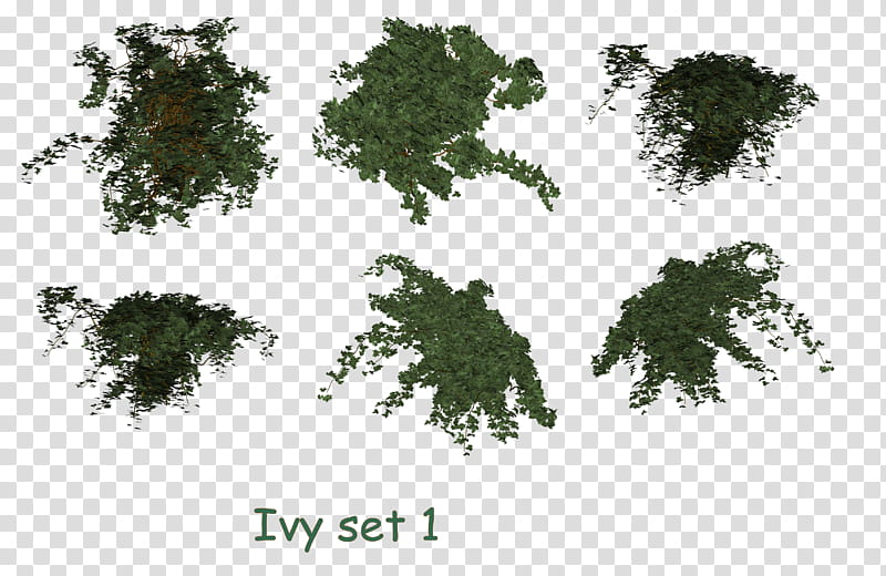 Ivy Set  , six green poison ivy plants transparent background PNG clipart