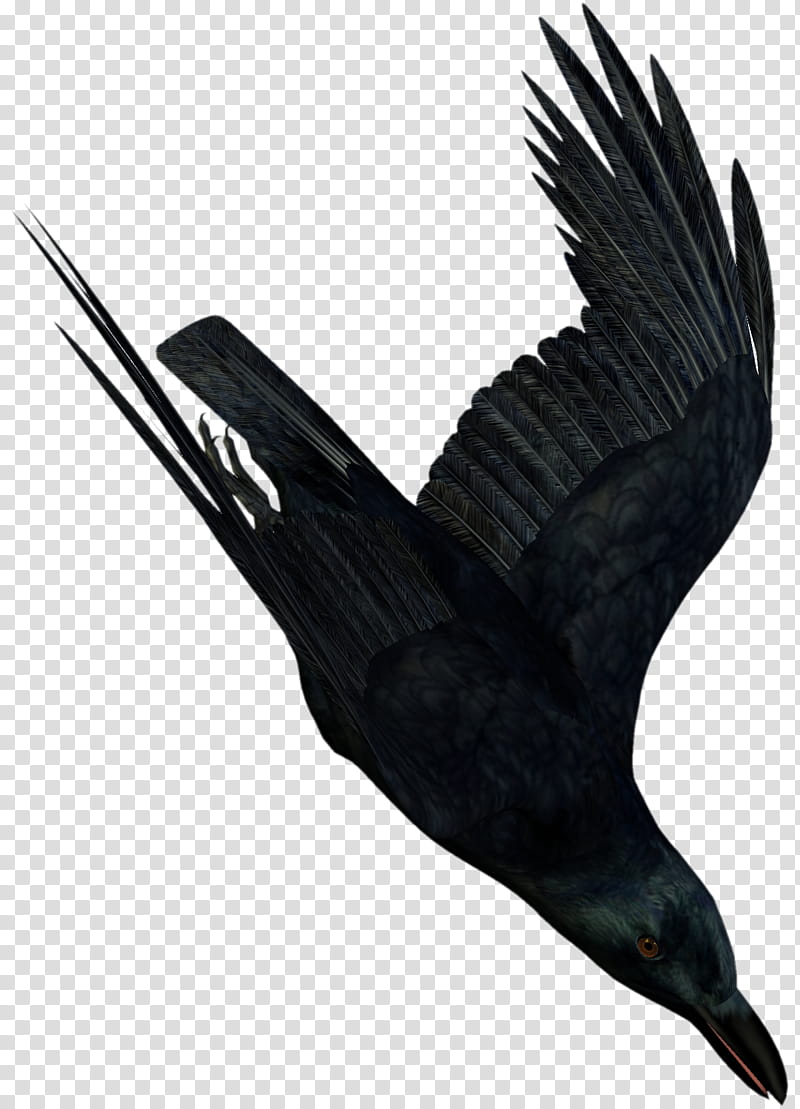 D Raven , black bird transparent background PNG clipart
