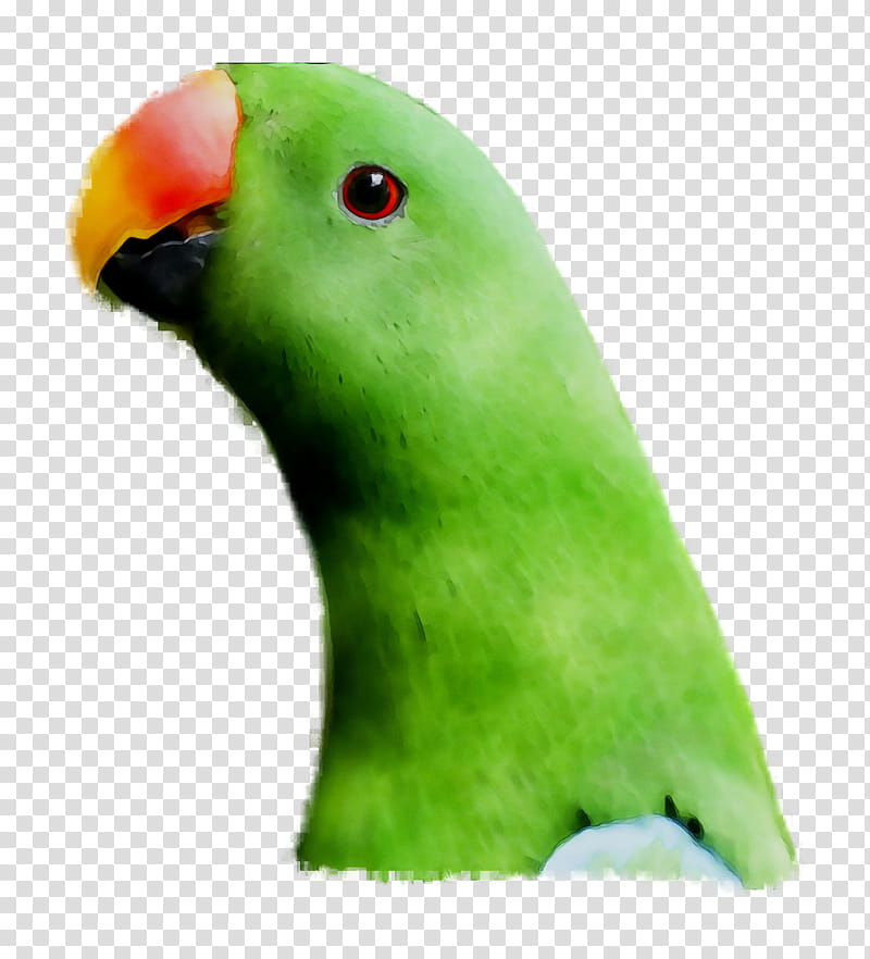 Background Green, Lovebird, Parakeet, Pet, Beak, Parrot, Budgie, Lorikeet transparent background PNG clipart