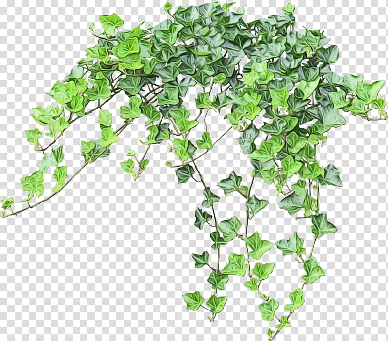 Family Tree, Vine, Boston, Mahjong, Boston Ivy, Plants, Logo, Catalog transparent background PNG clipart