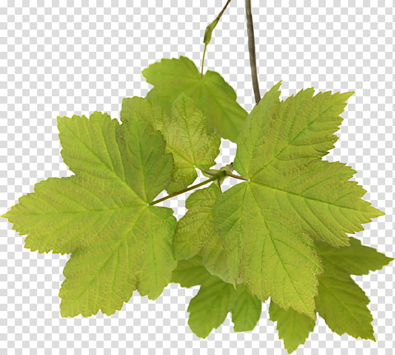 Spring  YEAR ON DA, green leaves transparent background PNG clipart