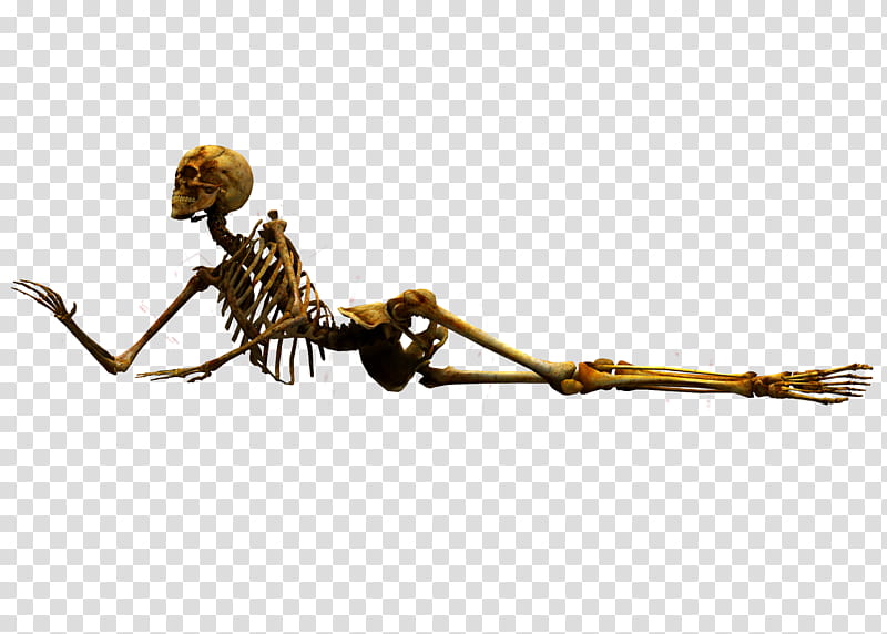 E S Bones II, lying human skeleton transparent background PNG clipart