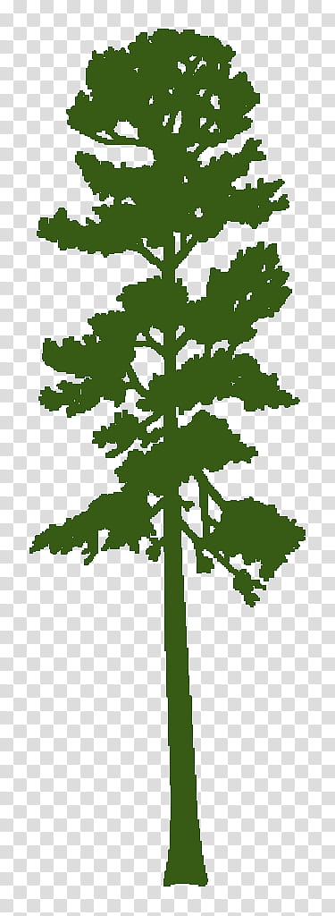 Pine Tree Silhouette, Ponderosa Pine, Shortleaf Pine, Eastern White Pine, Red Pine, Lodgepole Pine, Fir, Conifer Cone transparent background PNG clipart