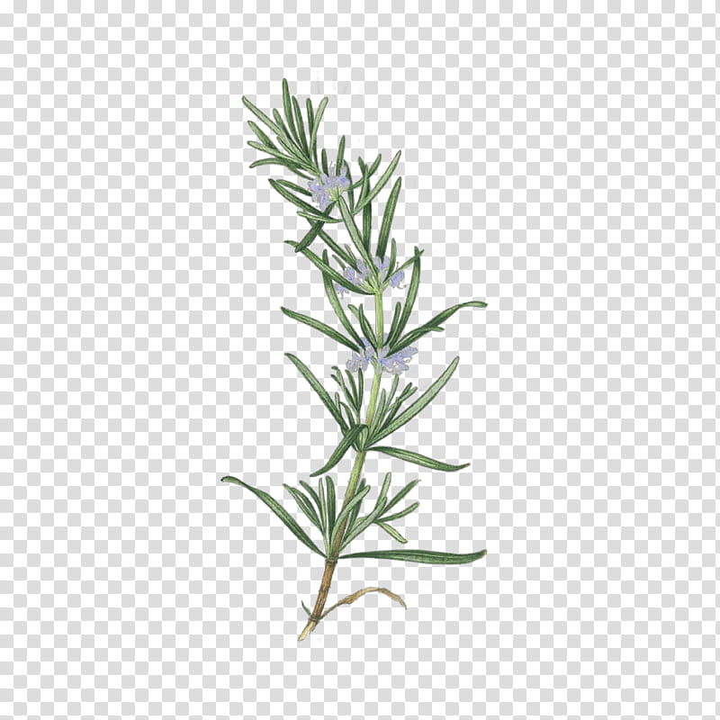 Rosemary, Cartoon, Plant, Flower, Flowering Plant, Leaf, Tarragon, Southernwood transparent background PNG clipart