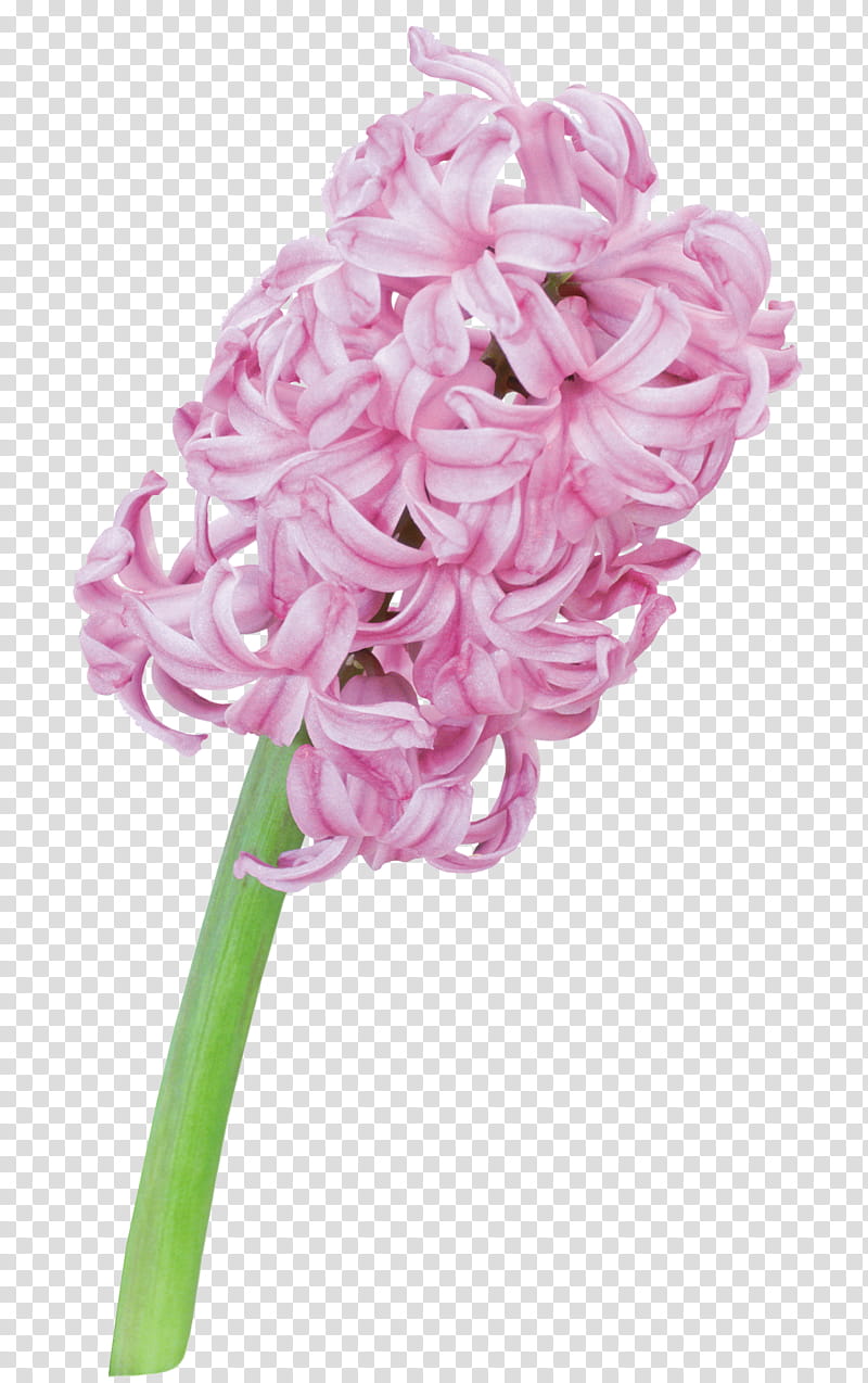 UNRESTRICTED Flower , pink hyacinths art transparent background PNG clipart