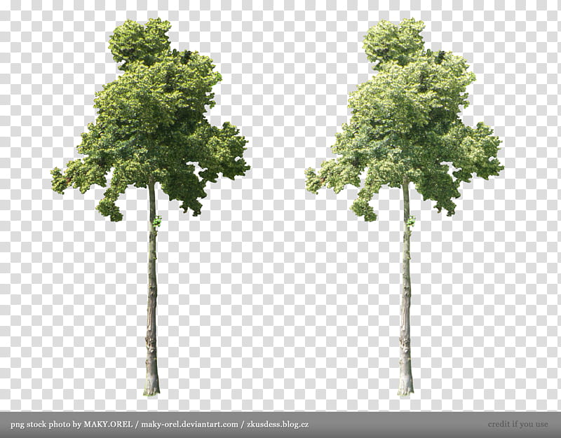 Tree, two leafed trees transparent background PNG clipart