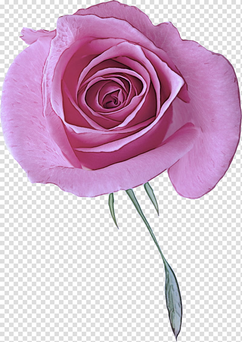 Garden roses, Flower, Pink, Petal, Purple, Violet, Hybrid Tea Rose, Floribunda transparent background PNG clipart