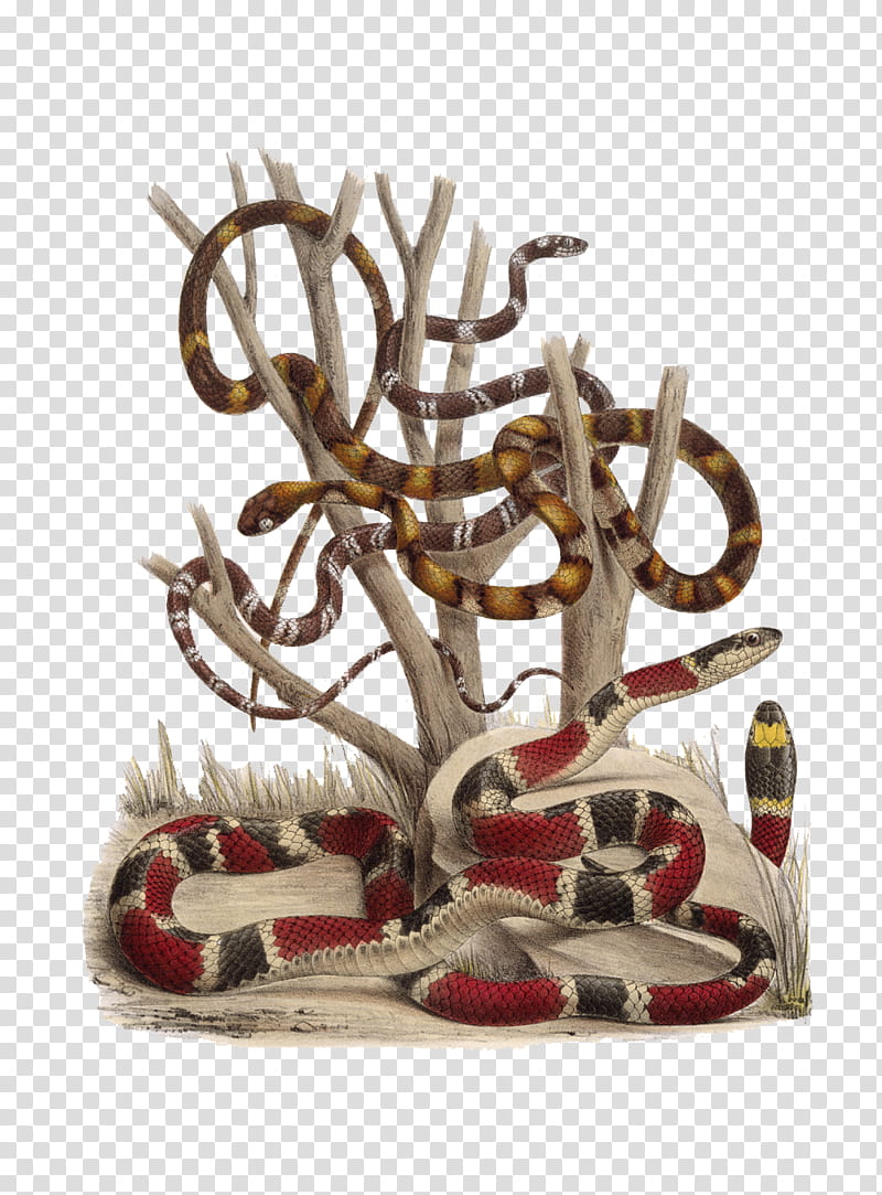 Snake , brown and black snakes on tree illustration transparent background PNG clipart
