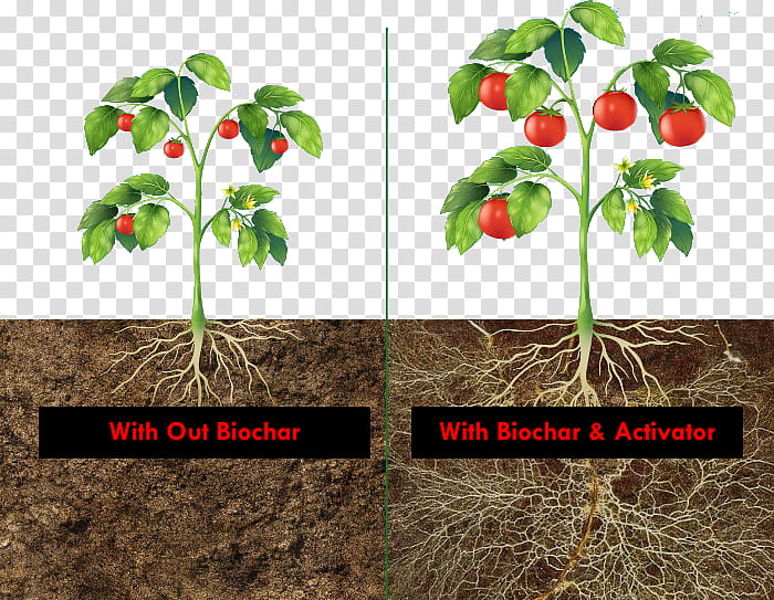 Tree Root, Plants, Tomato, Market Garden, Leaf, Irrigation, Plant Stem, Kitchen Garden transparent background PNG clipart