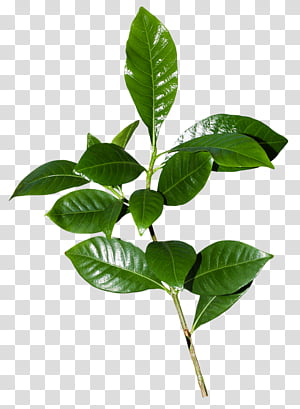 Leaf Painting, Branch, Herbaceous Plant, Plants, Plant Stem, Painter, Tree transparent background PNG clipart thumbnail