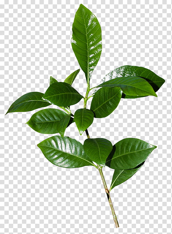 Leaf Painting, Branch, Herbaceous Plant, Plants, Plant Stem, Painter, Tree transparent background PNG clipart Leaf Painting, Branch, Herbaceous Plant, Plants, Plant Stem, Painter, Tree transparent background PNG clipart
