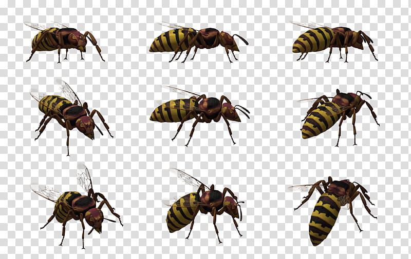 Oriental Hornet , black-and-yellow hornets transparent background PNG clipart