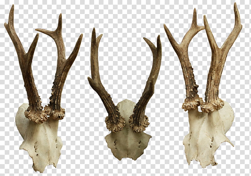 Skull, three deer antlers transparent background PNG clipart
