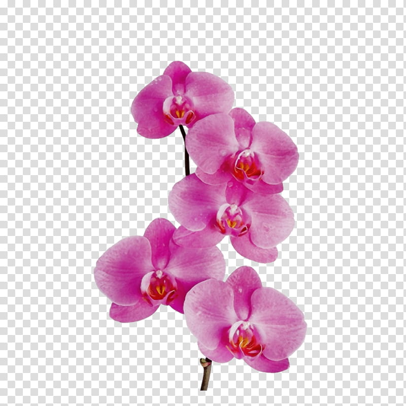 flower flowering plant moth orchid petal pink, Watercolor, Paint, Wet Ink, Violet, Magenta transparent background PNG clipart