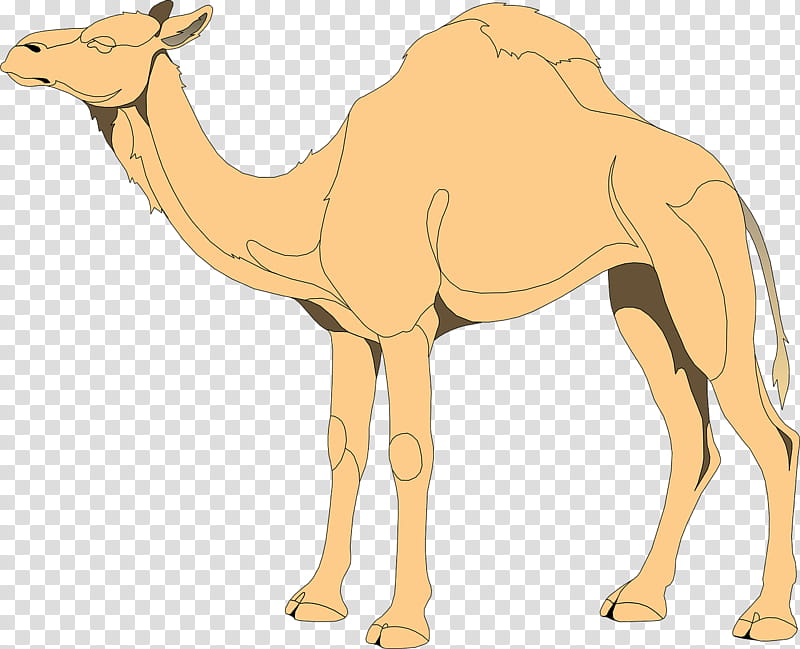 Dromedary Camel, Drawing, Arabian Camel, Camel Like Mammal, Wildlife, Neck, Snout, Live transparent background PNG clipart