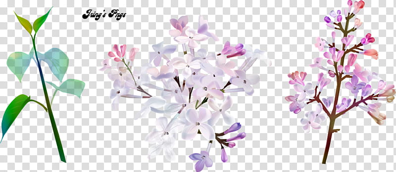 Pink Flower, Floral Design, Cut Flowers, Plant Stem, Recipe, Frames, Lilac, Lavender transparent background PNG clipart