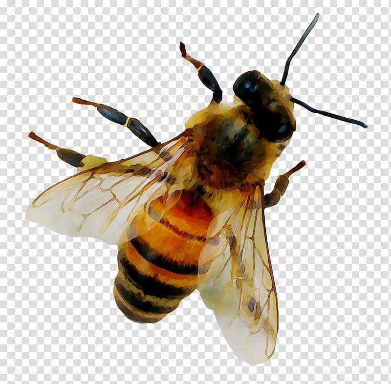 Bee, Honey Bee, Nectar, Insect, Honeybee, Megachilidae, Membranewinged Insect, Eumenidae transparent background PNG clipart