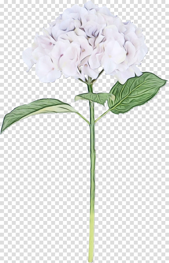 Flowers, Hydrangea, Cut Flowers, Floral Design, Artificial Flower, Flowerpot, Flower Bouquet, Orchids transparent background PNG clipart