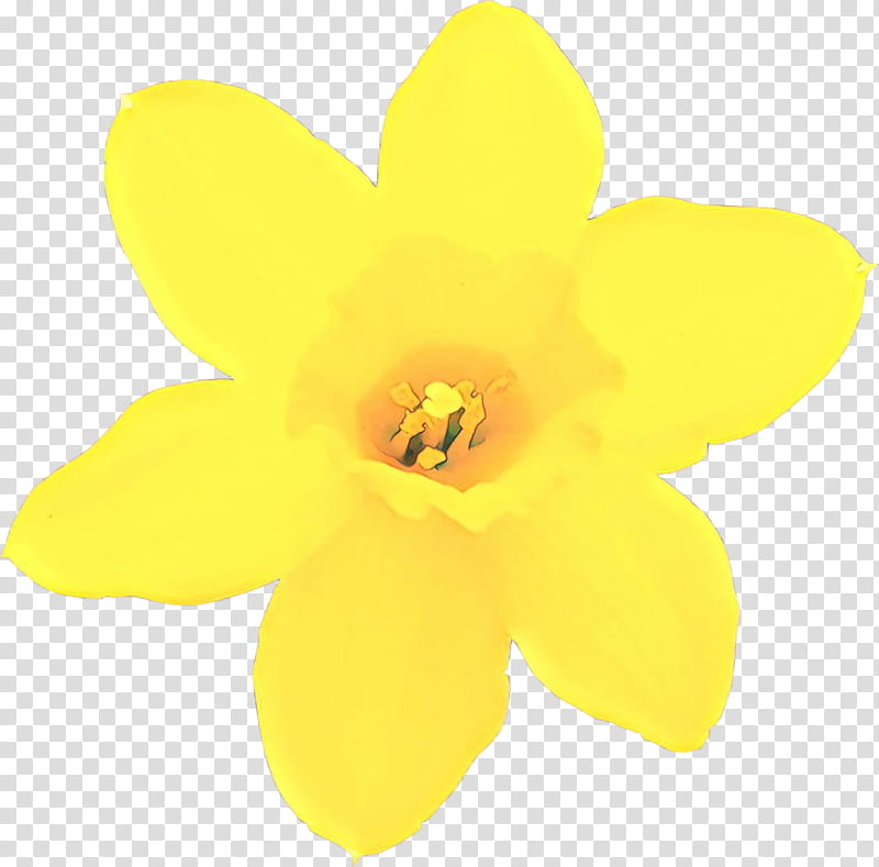 yellow petal flower plant narcissus, Wildflower, Amaryllis Family transparent background PNG clipart