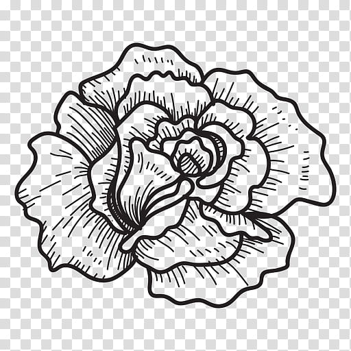 Flower Line Art, Drawing, Rose, Doodle, Painting, Petal, Plant, Blackandwhite transparent background PNG clipart