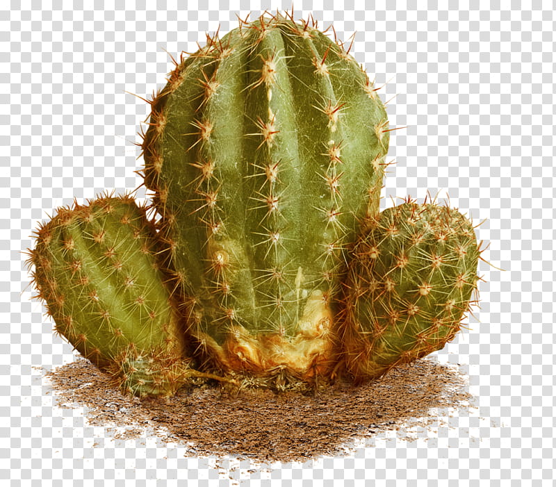 Cactus, Eastern Prickly Pear, Barbary Fig, Thorns Spines And Prickles, Plants, Succulent Plant, Saguaro, Triangle Cactus transparent background PNG clipart