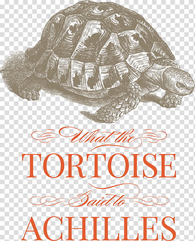 Turtle, Common Tortoise, Hermanns Tortoise, Mediterranean Tortoise, African Spurred Tortoise, Box Turtles, Palearctic Tortoises, Reptile transparent background PNG clipart