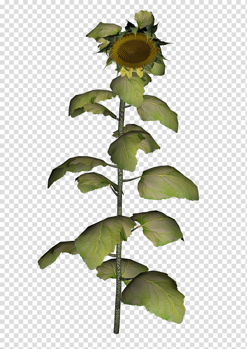 Sunflower, Common Sunflower, Cattle, Leaf, Plant Stem, Blog, Mustard Seed, Mustard Plant transparent background PNG clipart