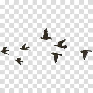 Delirium, flock of birds on flight transparent background PNG clipart