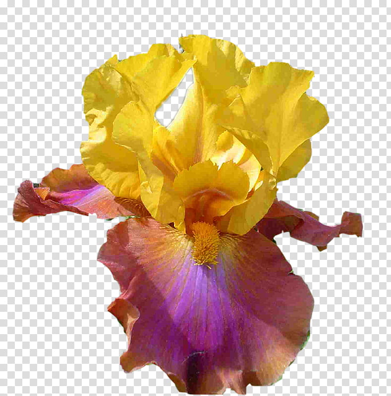 Flowers, Cut Flowers, Iris, Petal, Iris Family, Plant transparent background PNG clipart