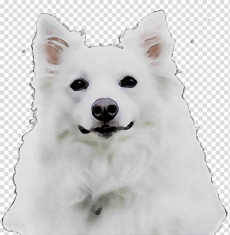 Cartoon Dog, American Eskimo Dog, Japanese Spitz, Canadian Eskimo Dog, German Spitz Mittel, German Spitz Klein, Volpino, Samoyed Dog transparent background PNG clipart