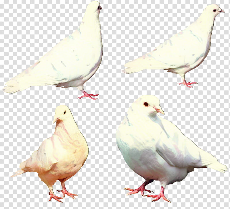 Dove Bird, Pigeons And Doves, Homing Pigeon, Beak, Racing Homer, Release Dove, Dove, Pigeon Post transparent background PNG clipart