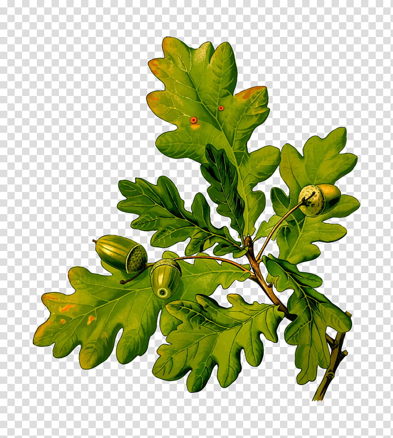 Oak Tree Leaf, English Oak, White Oak, Sessile Oak, Acorn, Printing, Quercus Berberidifolia, Scarlet Oak transparent background PNG clipart