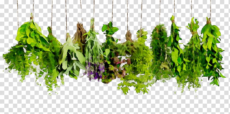 Tea Leaf, Herb, Herbalism, Medicine, Health, Medicinal Plants, Dietary Supplement, Herbal Tea transparent background PNG clipart