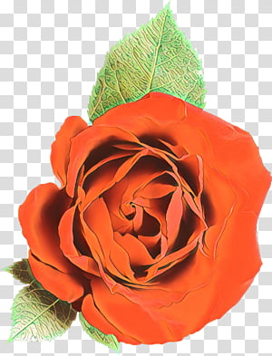 Rose transparent background PNG cliparts free download