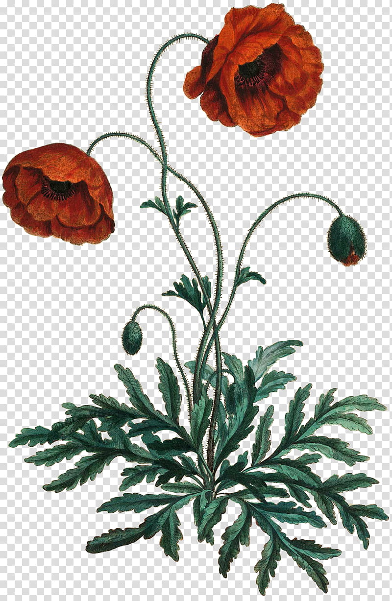 Floral Flower, Cut Flowers, Floral Design, Plant Stem, Plants, Tagetes, Oriental Poppy, Carnation transparent background PNG clipart